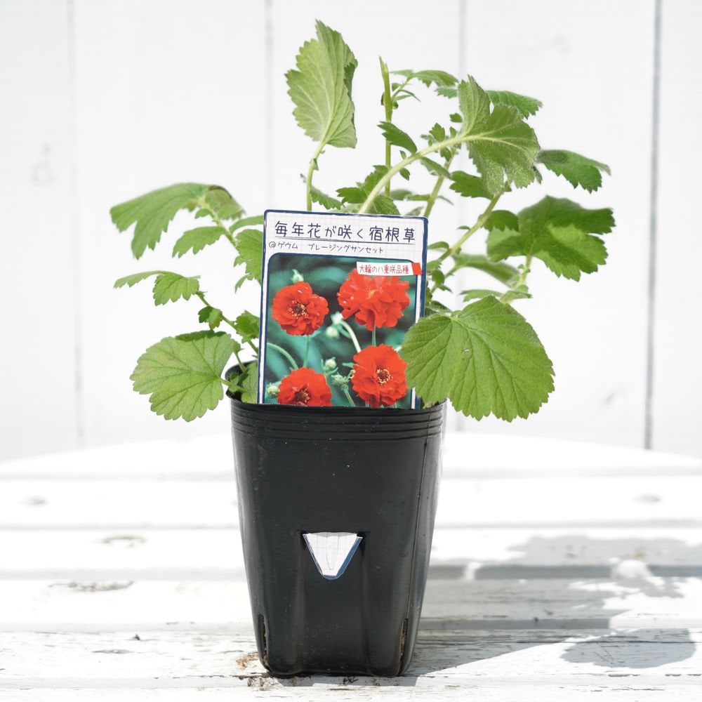 ゲウム ブレージングサンセット 