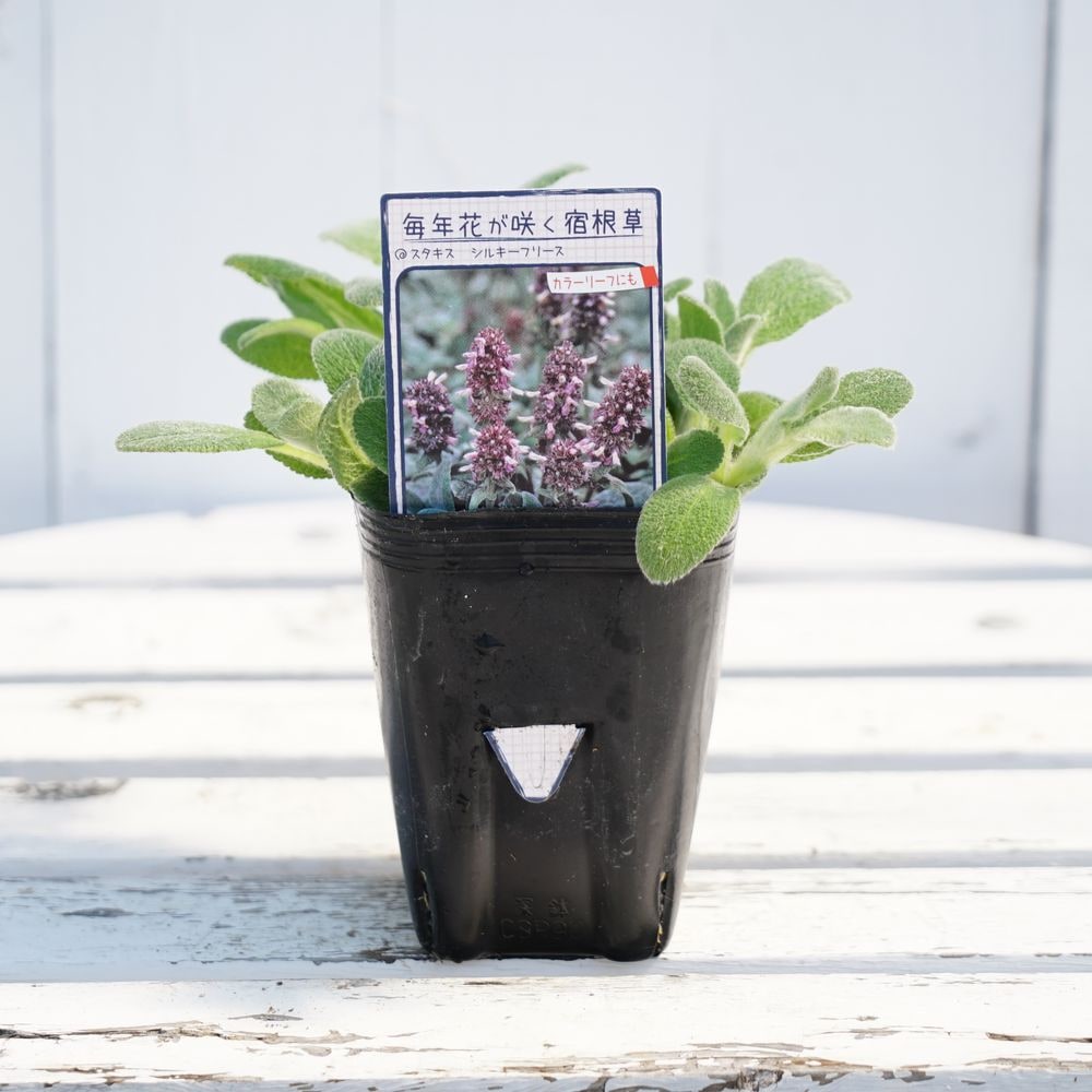 スタキス シルキーフリース 