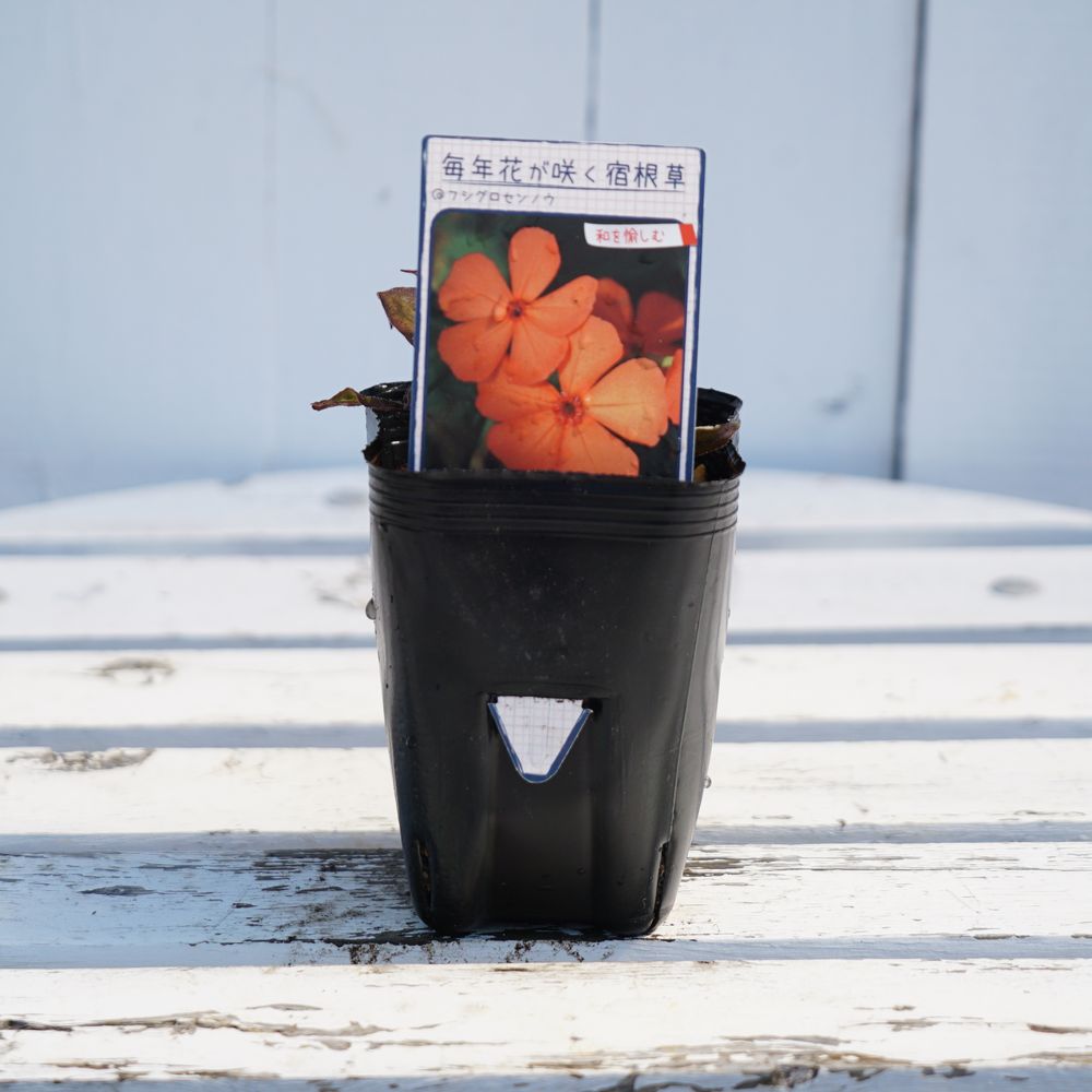 フシグロセンノウ フシグロセンノウ 