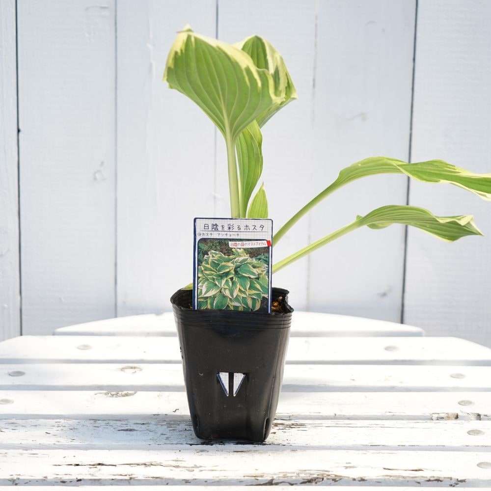 ホスタ アンチョーチ 