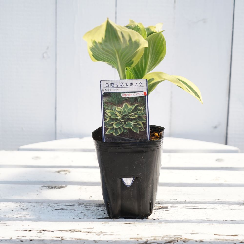 ホスタ アン 