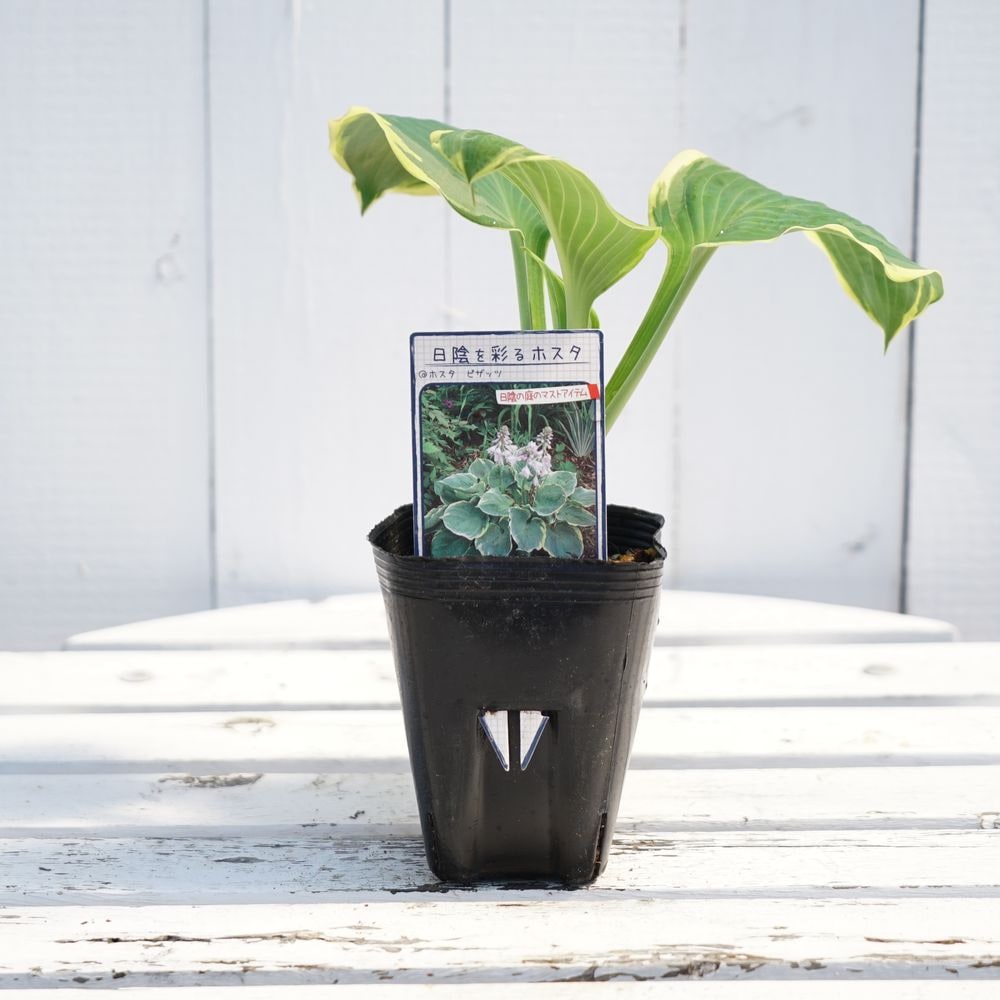 ホスタ ギボウシ ピザッツ 苗 販売 苗木部 By 花ひろばオンライン