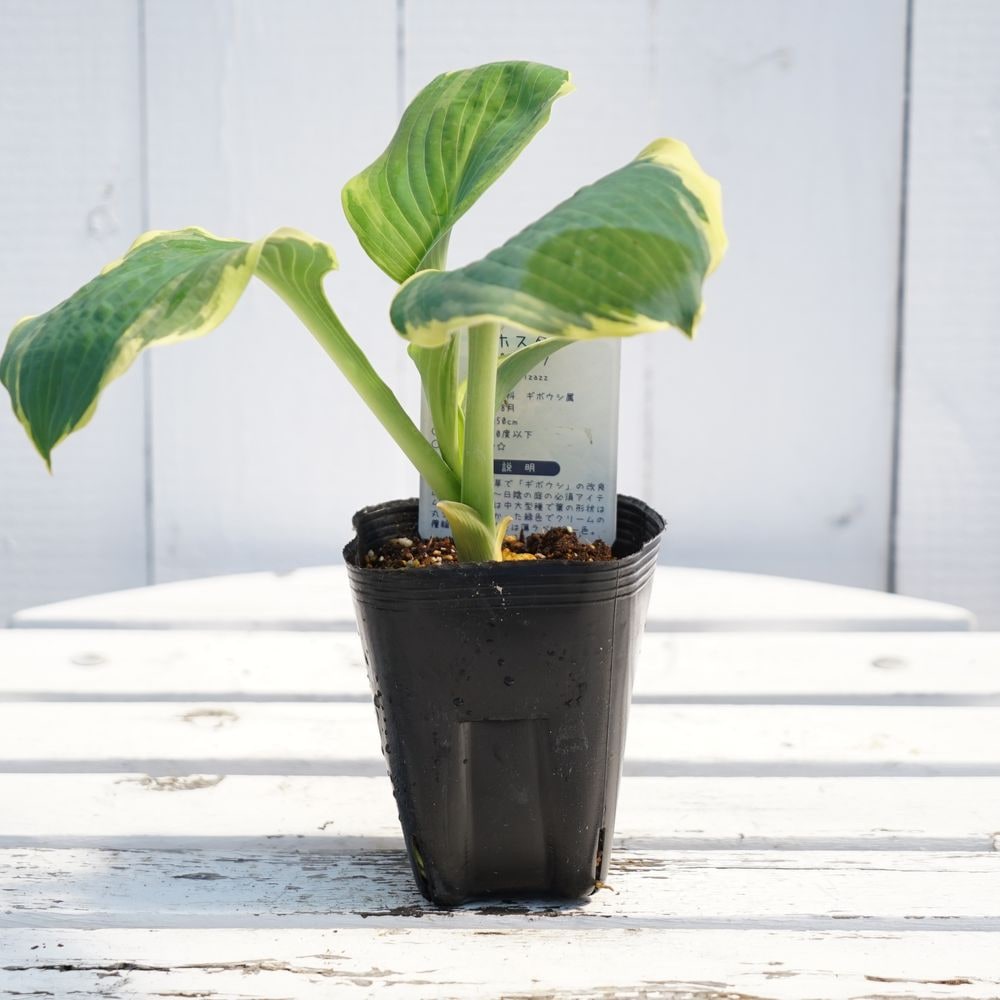 ホスタ ギボウシ ピザッツ 苗 販売 苗木部 By 花ひろばオンライン