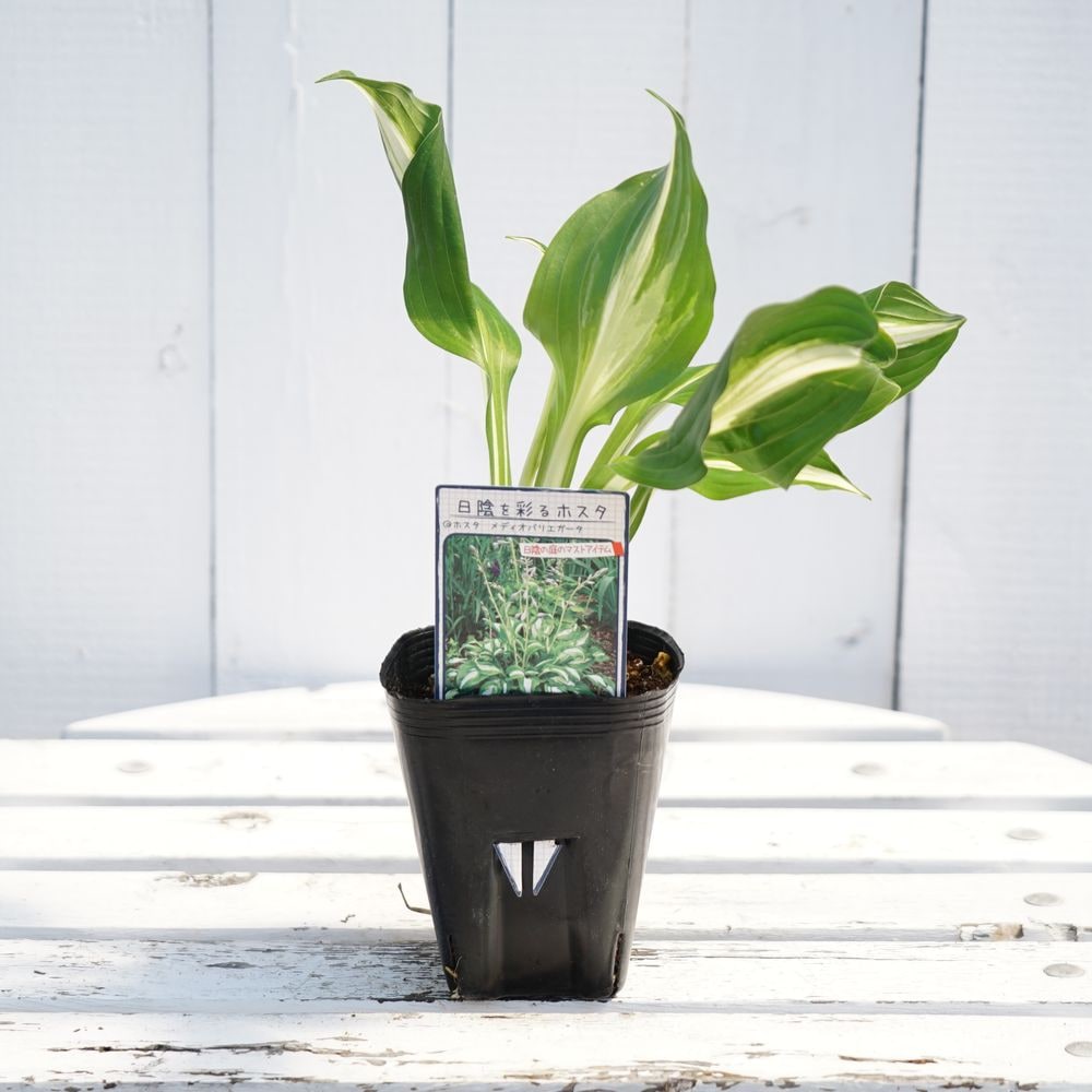 ホスタ メディオバリエガータ 
