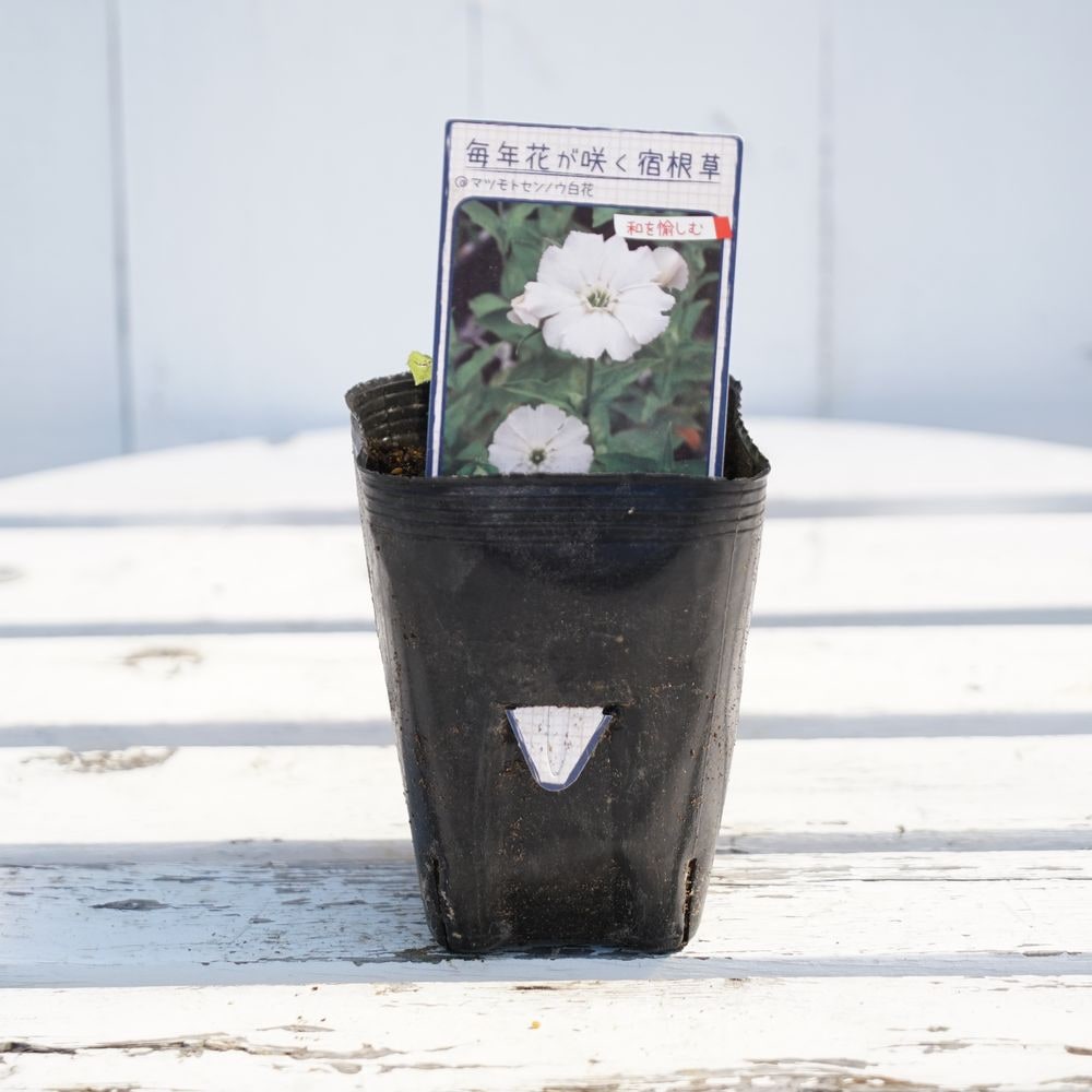 マツモトセンノウ 白花 