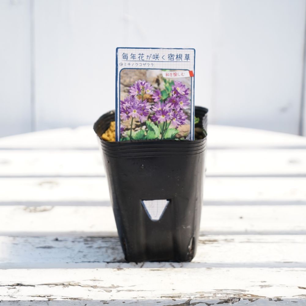 サクラソウ ミチノクコザクラ 