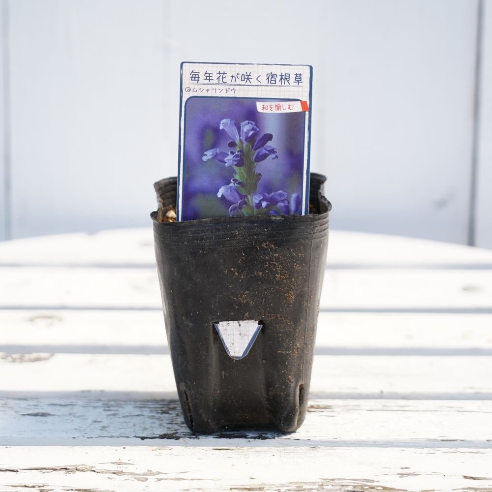 しそ ムシャリンドウ 