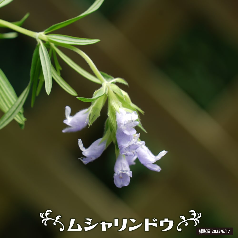 しそ ムシャリンドウ 