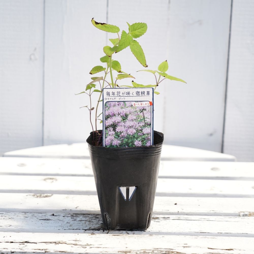 モナルダ ピンク 