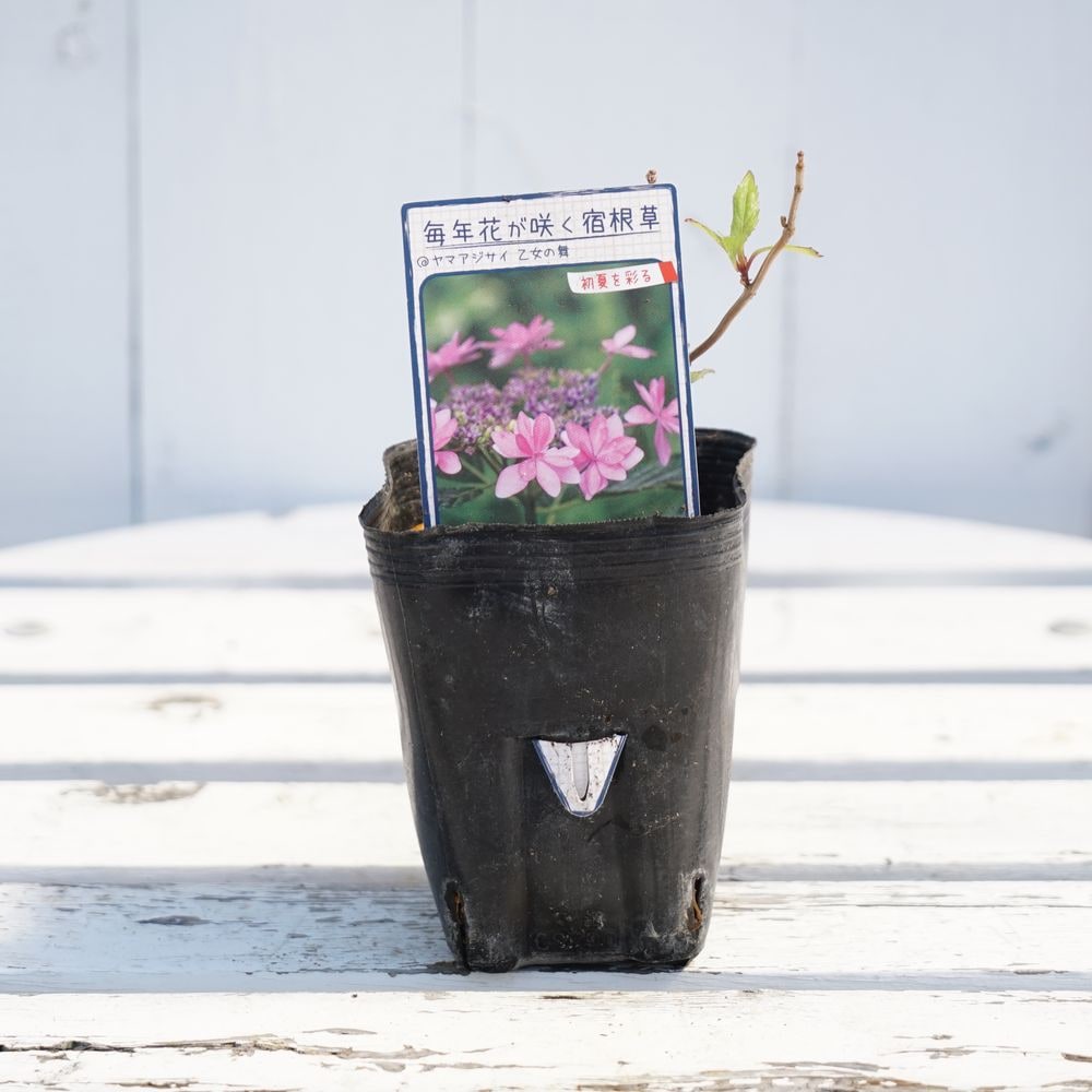 アジサイ 秋篠テマリ 