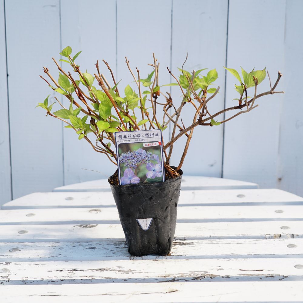 アジサイ 久住の絞り 