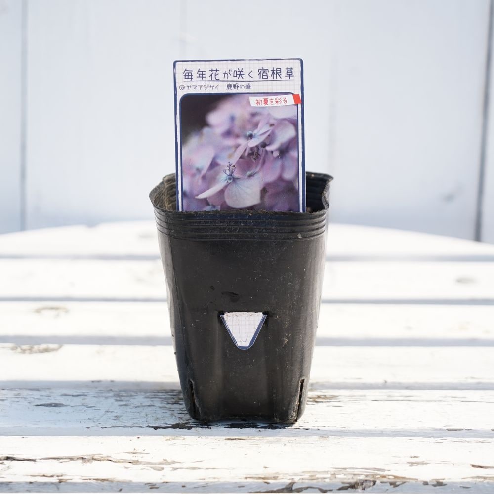 アジサイ 鹿野の華 