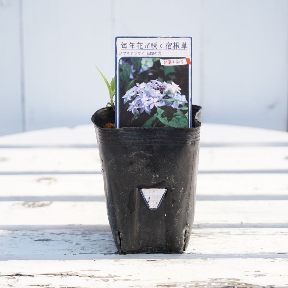 アジサイ 秋篠テマリ 