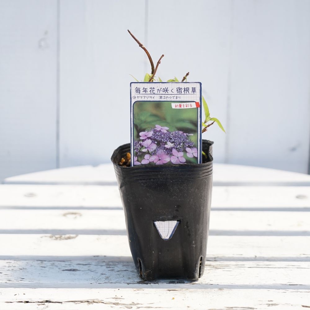 アジサイ 津江の小でまり 