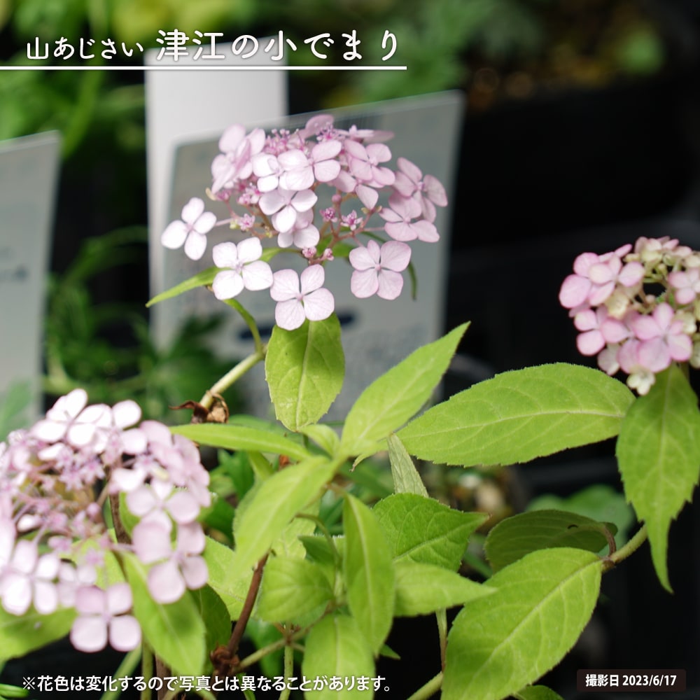 アジサイ 津江の小でまり 