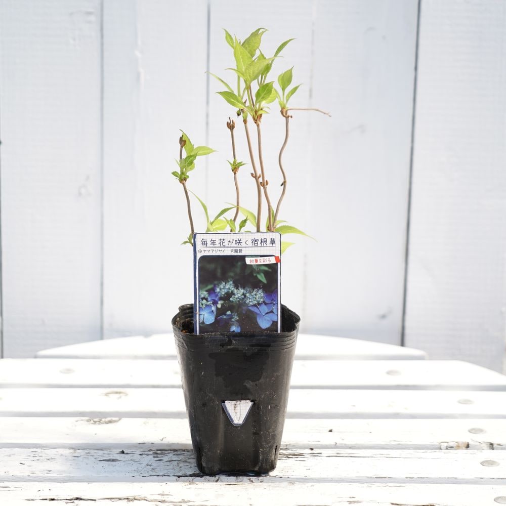 アジサイ 天龍碧 