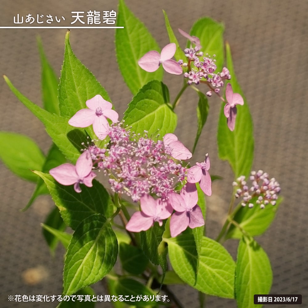 アジサイ 天龍碧 