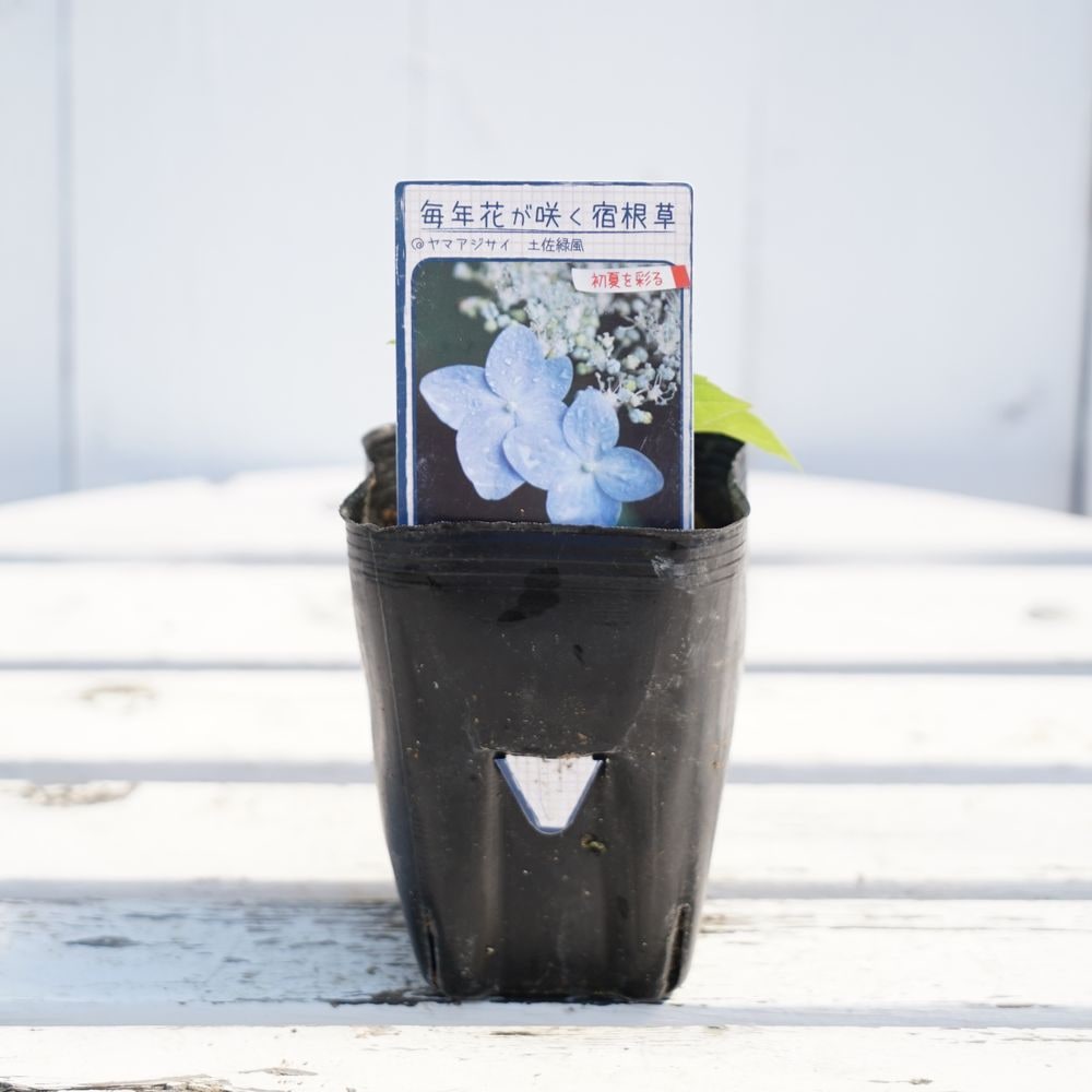 アジサイ 土佐緑風 