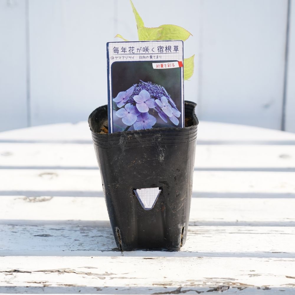 アジサイ 日向の青てまり 