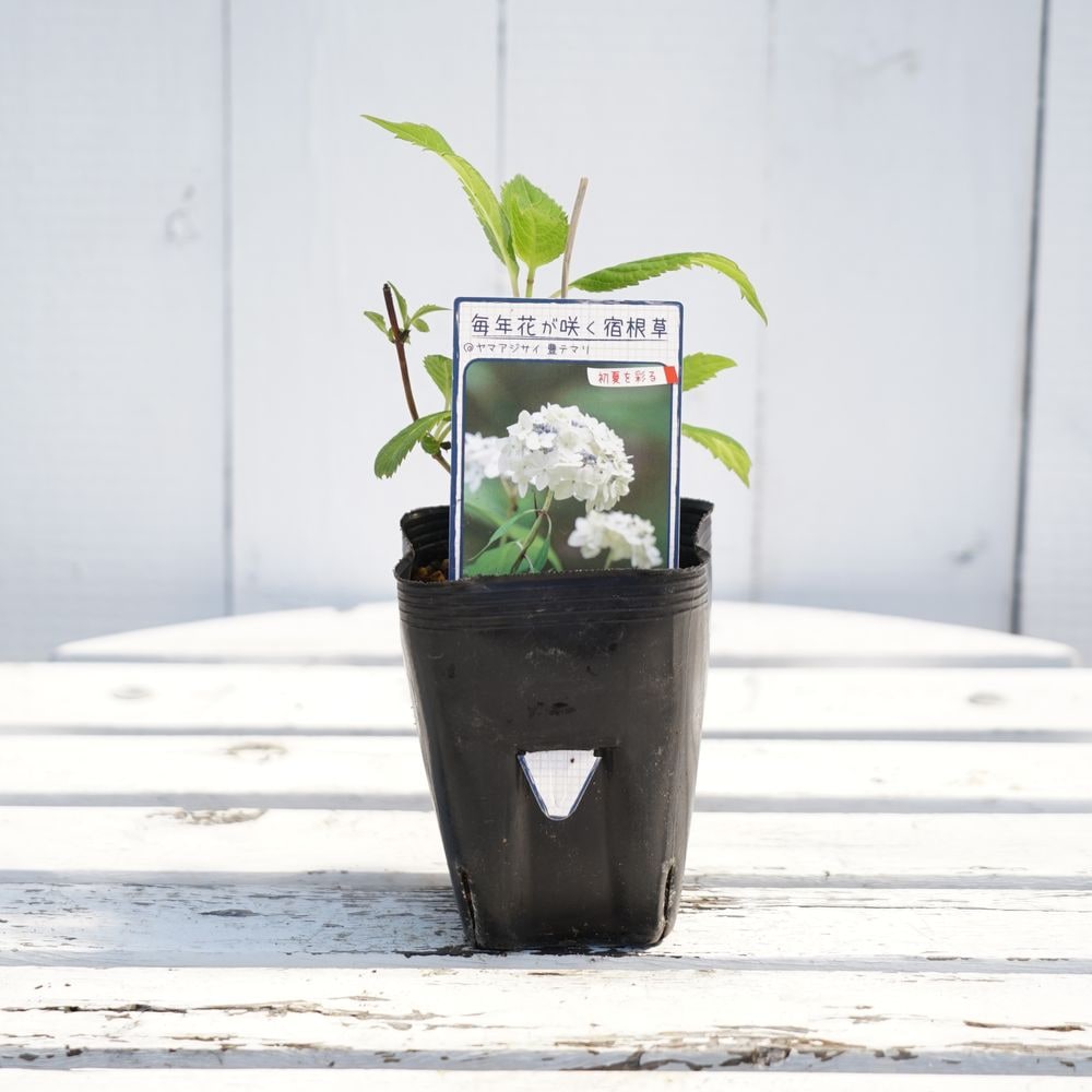 アジサイ 豊テマリ 