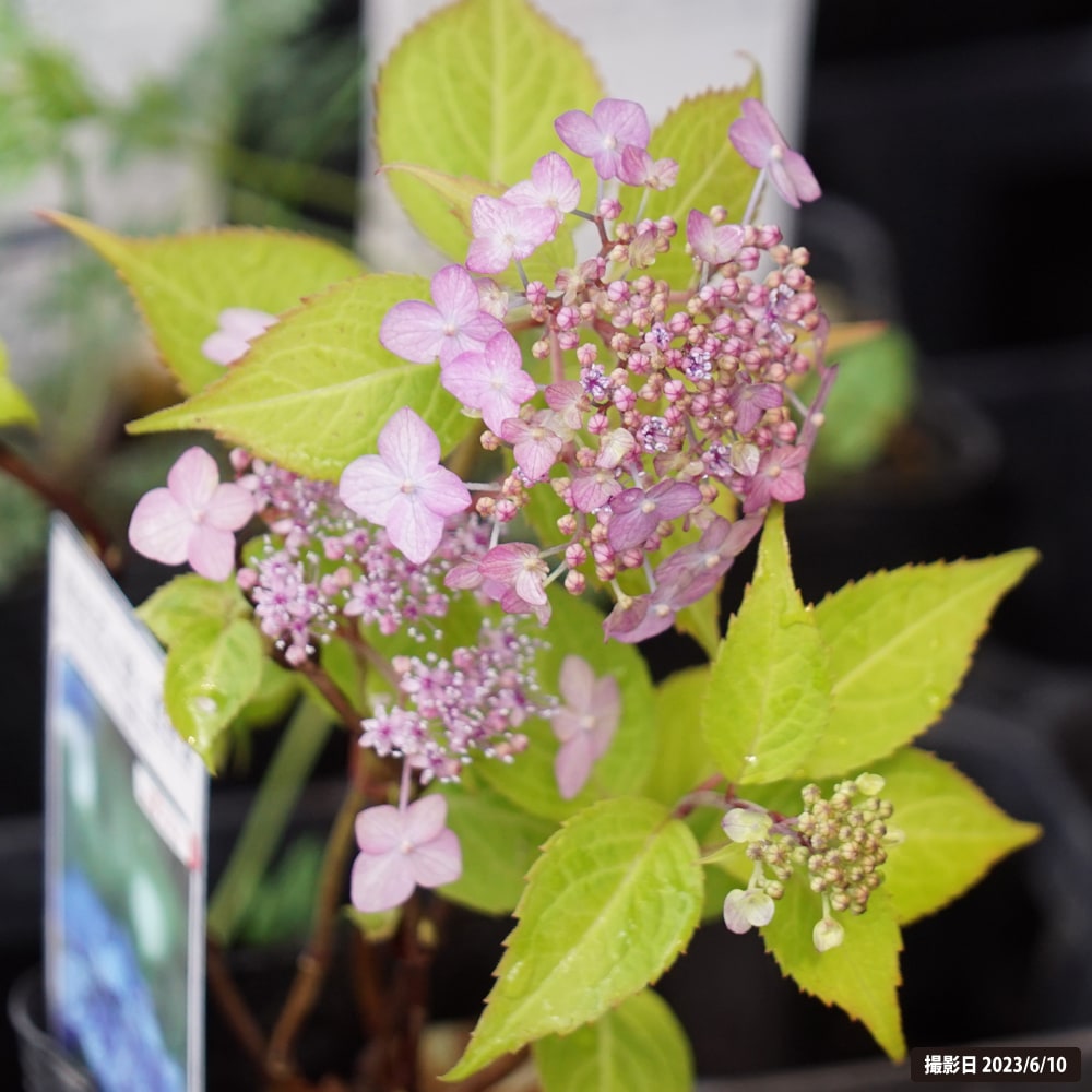 アジサイ 坊ヶ鶴てまり 3