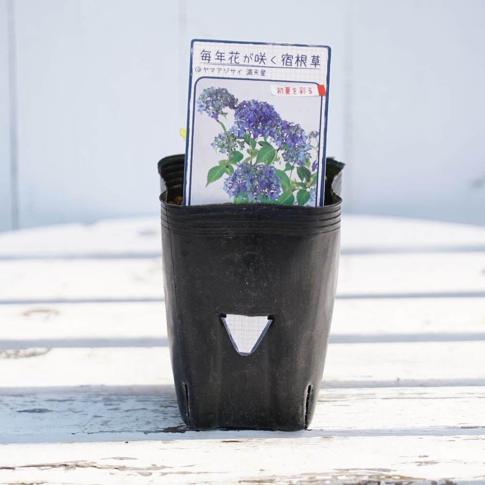 アジサイ 満天星 