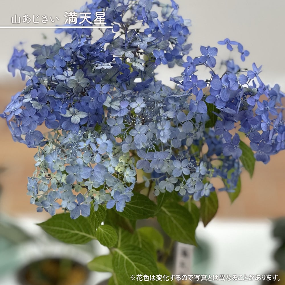 アジサイ 満天星 
