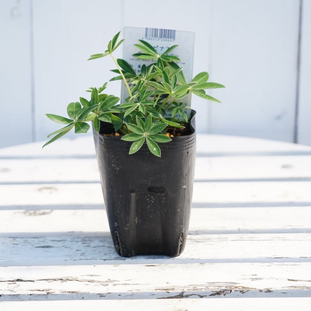 ルピナス ギャラリー イエローの通販 苗木部 By 花ひろばオンライン