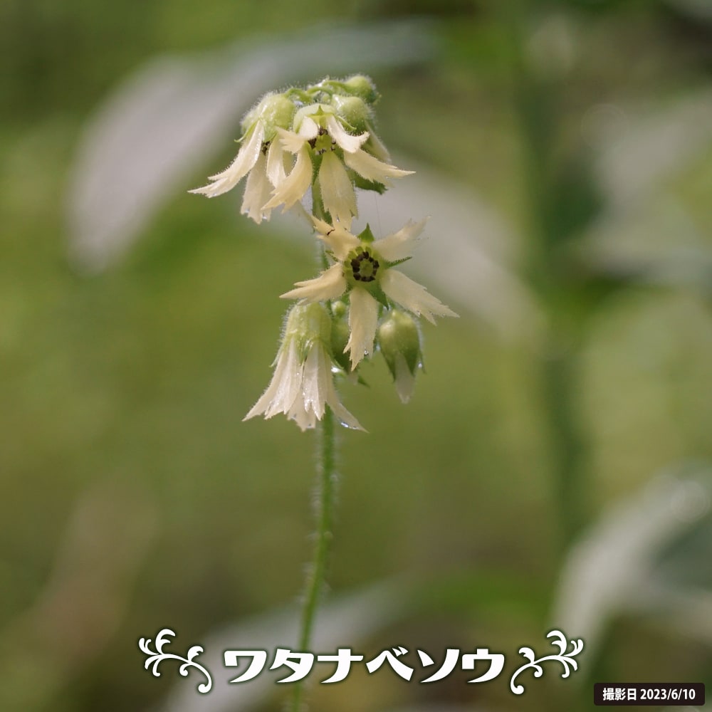 ワタナベソウ ワタナベソウ 