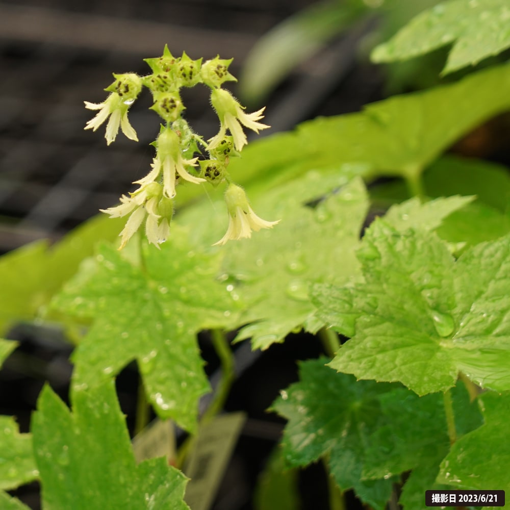 ワタナベソウ ワタナベソウ 1