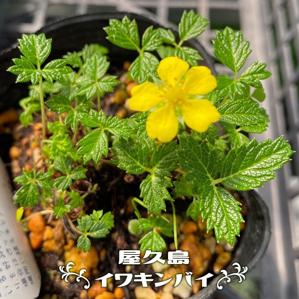 イワキンバイ 屋久島イワキンバイ 