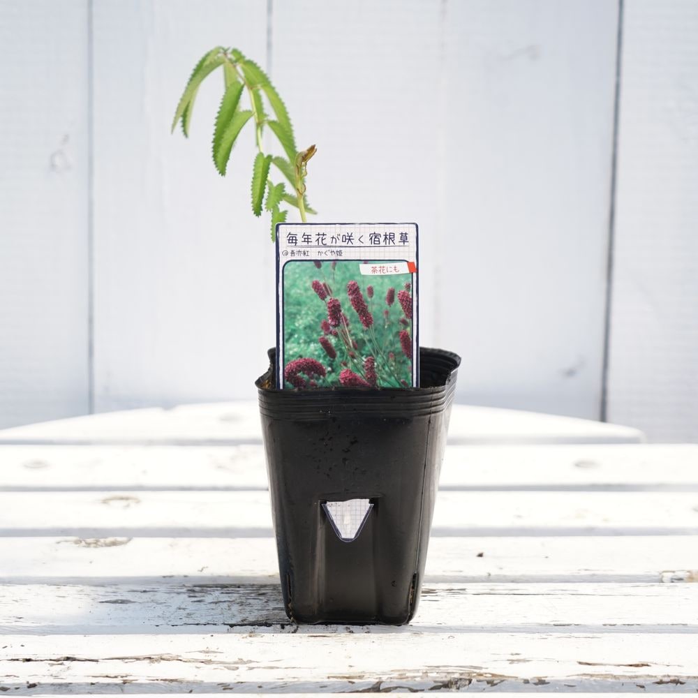 ワレモコウ かぐや姫 