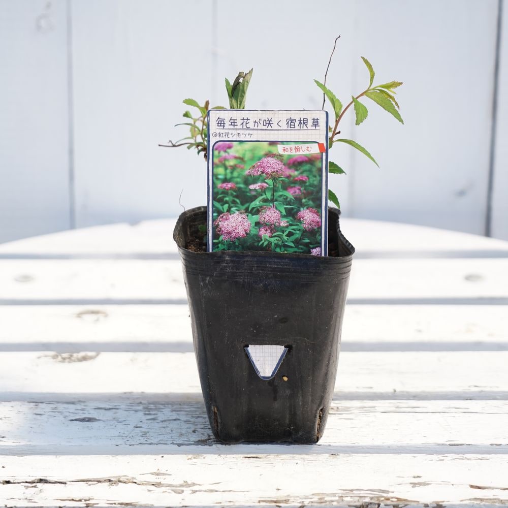 シモツケ 紅花シモツケ 