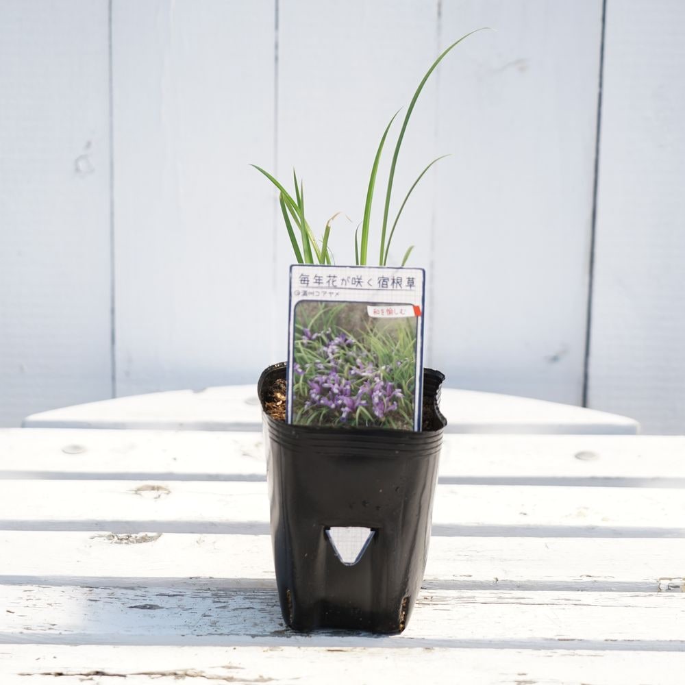 アヤメ 満洲コアヤメ 2