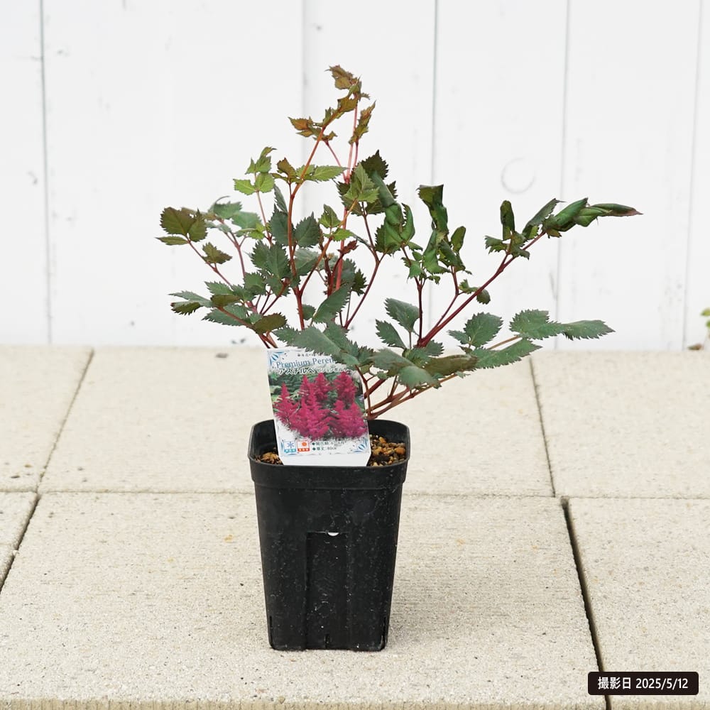 アスチルベ ビジョンボルケーノ 