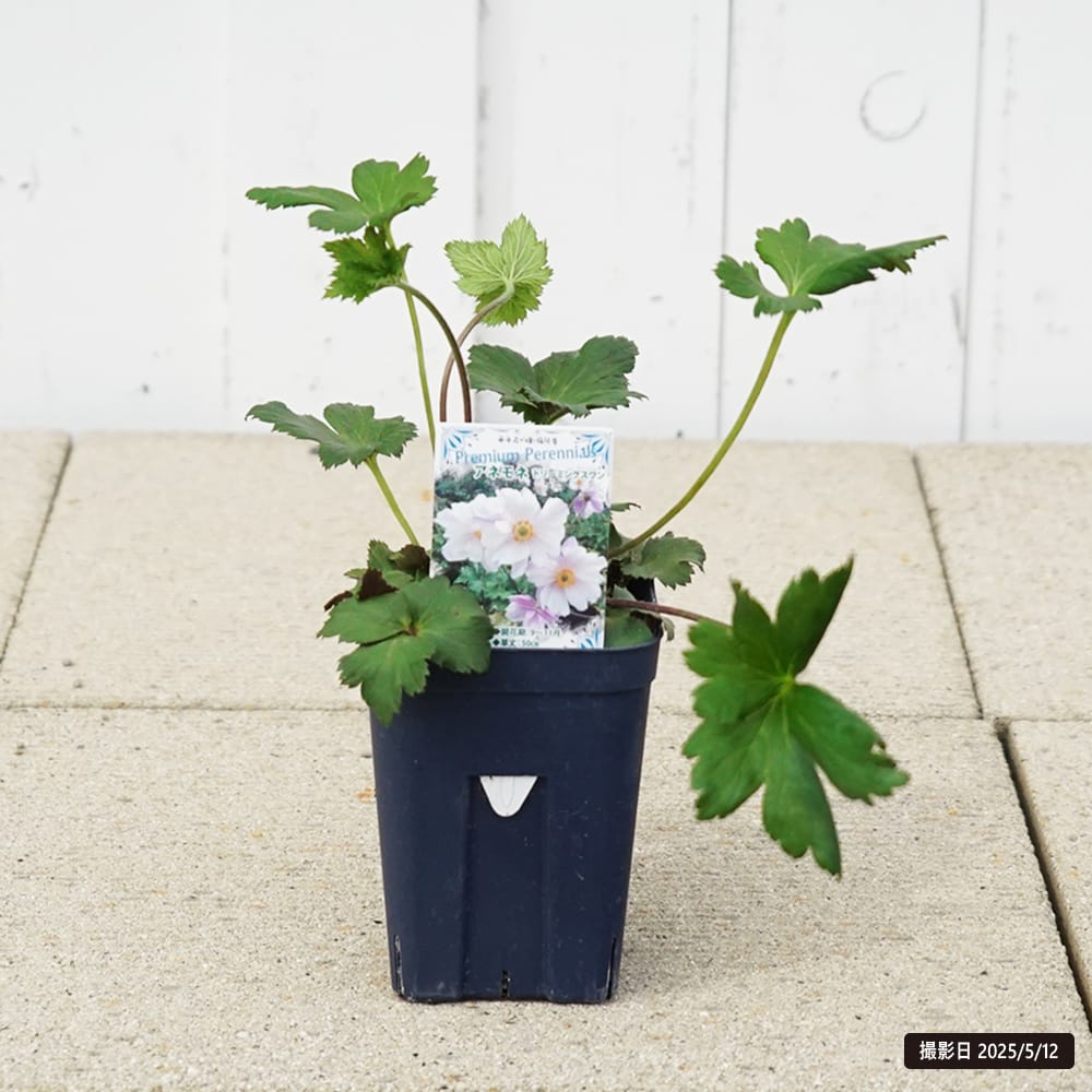 アネモネ ドリーミングスワン 