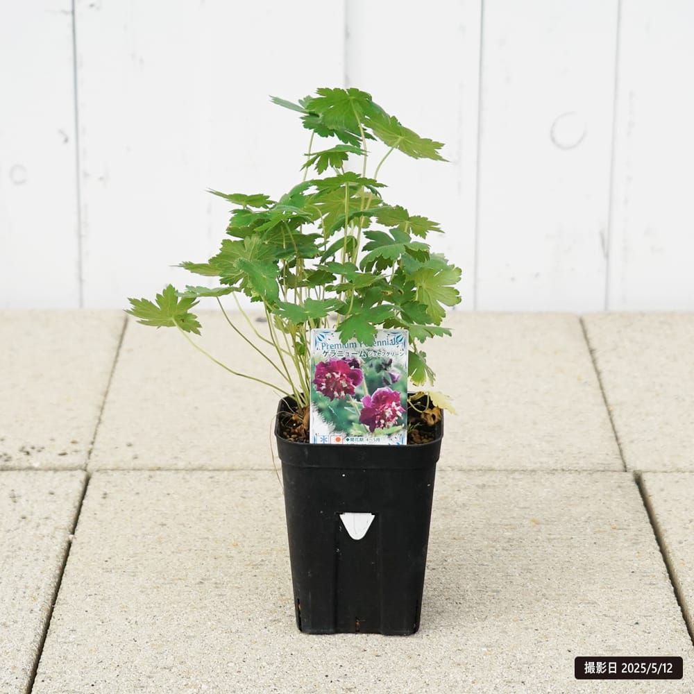 ゲラニウム ジョセフグリーン 