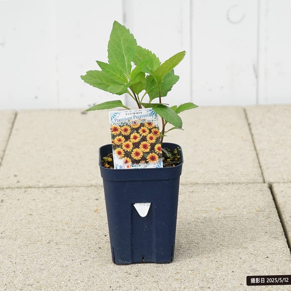 ヘリオプシス ファンキースピナー 