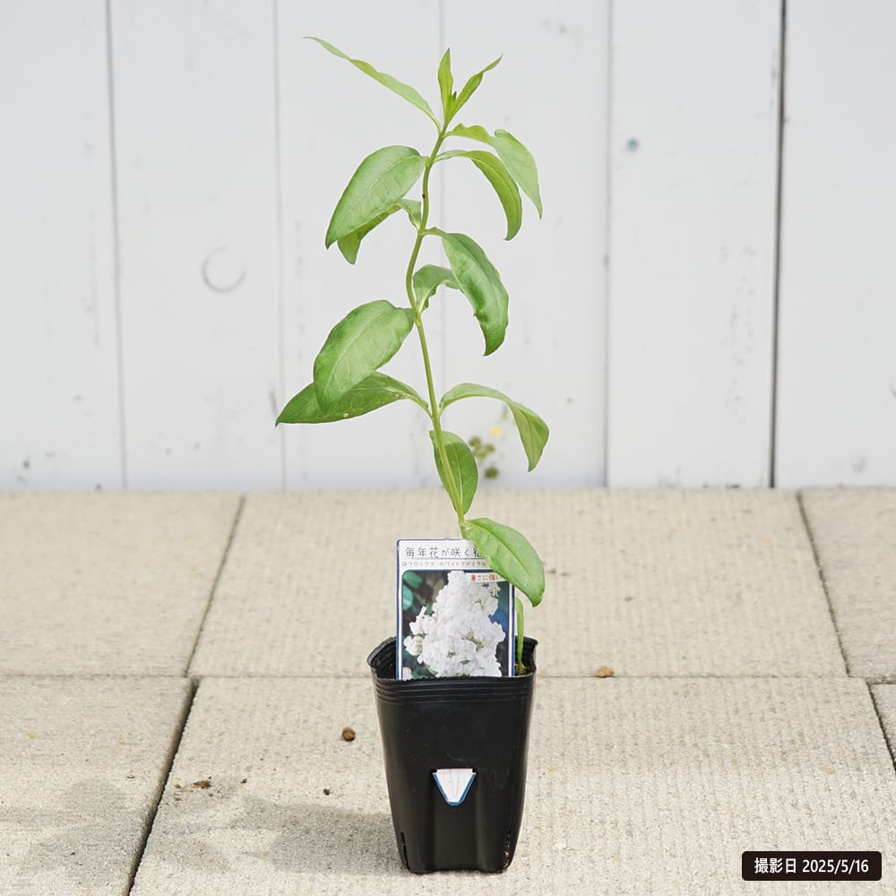 フロックス ホワイトアドミラル 