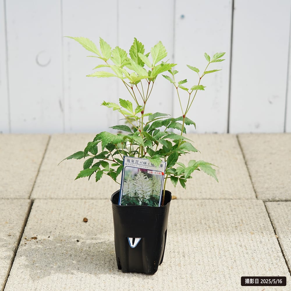 アスチルベ ワシントン 1