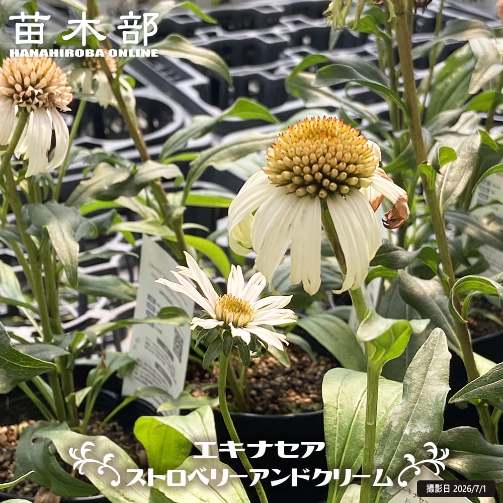 エキナセア ストロベリーアンドクリーム 