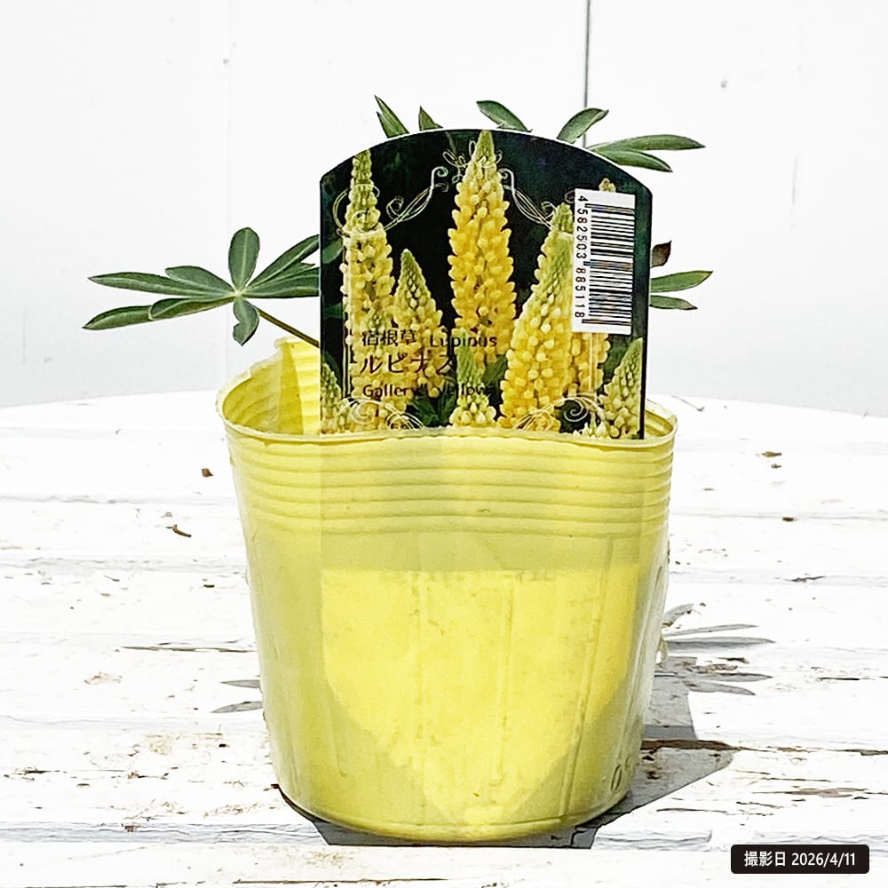 ルピナス イエロー 