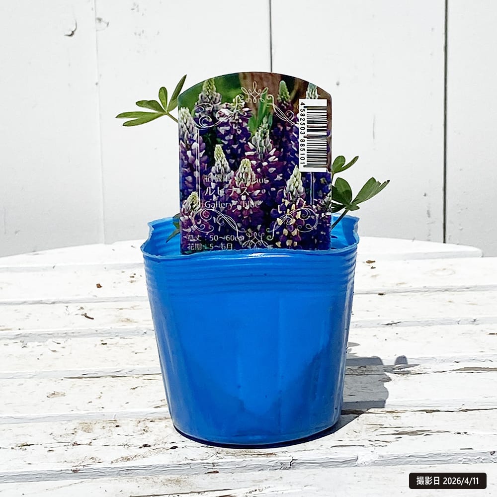 ルピナス ブルー 