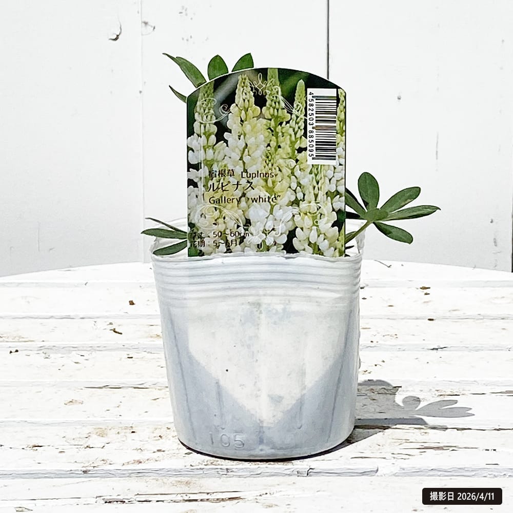 ルピナス ホワイト 