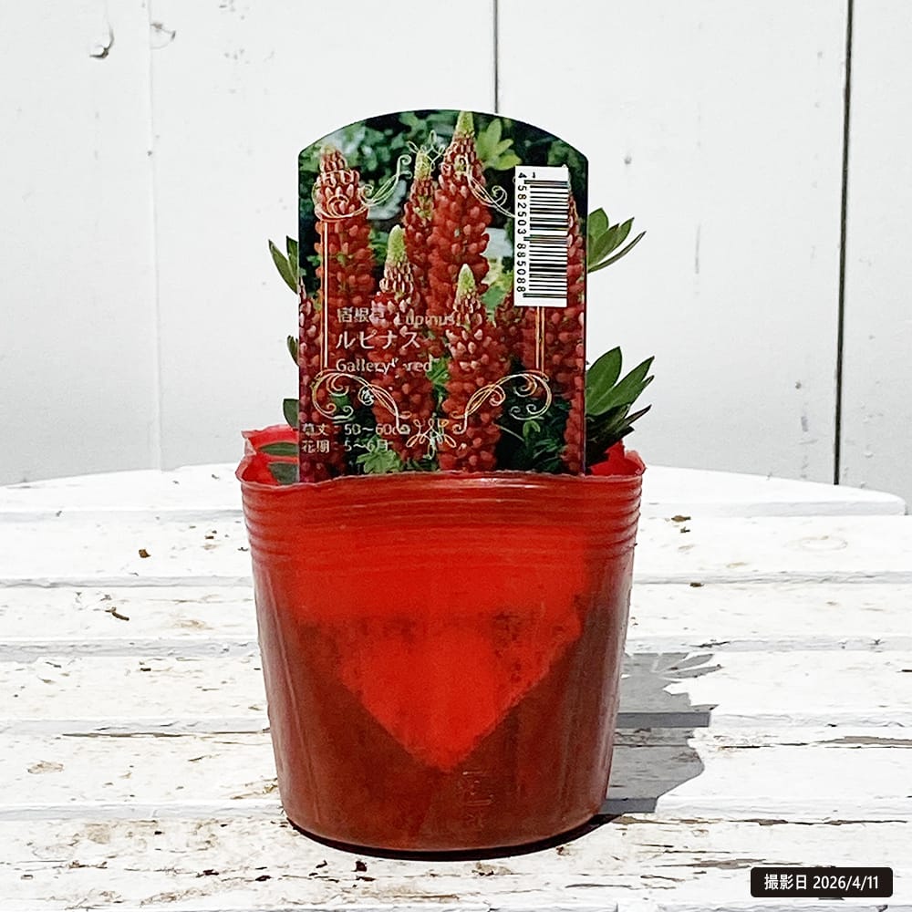 ルピナス レッド 