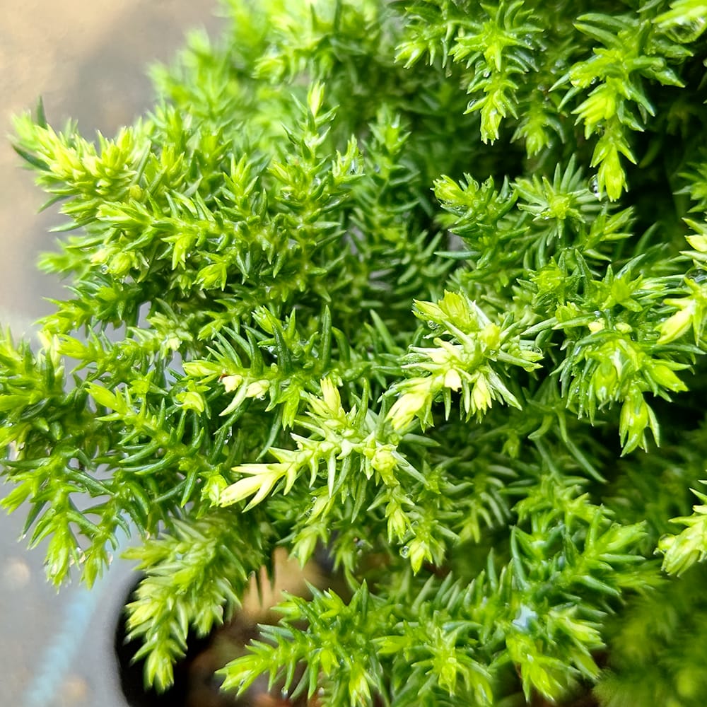 スギ 瑞寿錦 2