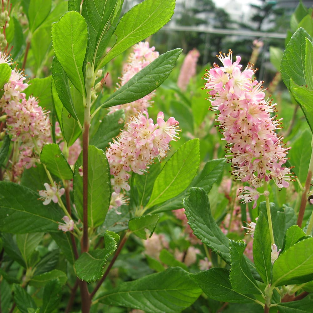 リョウブ ピンクスパイヤー 2