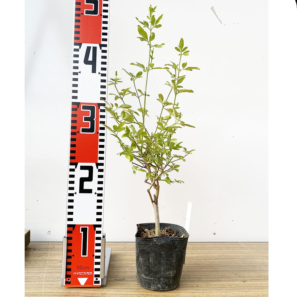 オウバイ 【雲南黄梅】 3.5号ポット苗 挿し木 【ハナヒロバリュー
