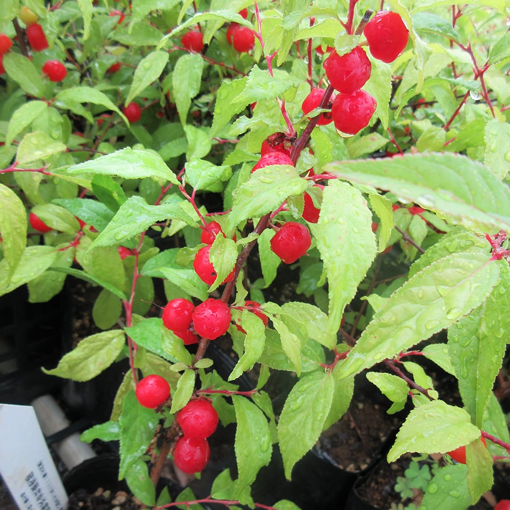 ユスラウメ ニワウメ 2