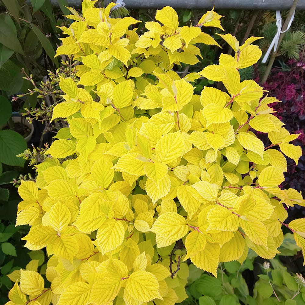 ユスラウメ サヤゴールド 1